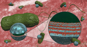 Multifunctional bacteria-driven microswimmers for targeted active drug delivery