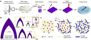 Multifunctional and biodegradable self-propelled protein motors