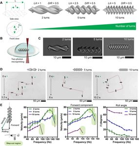 Elucidating the interaction dynamics between microswimmer body and immune system for medical microrobots